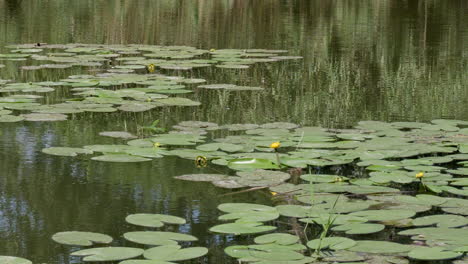 Lirio-De-Agua-Amarillo-En-El-Lago-Con-Reflejo