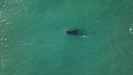 Familia-De-Ballenas-Nadando-Juntas-En-Las-Profundidades-Del-Océano.