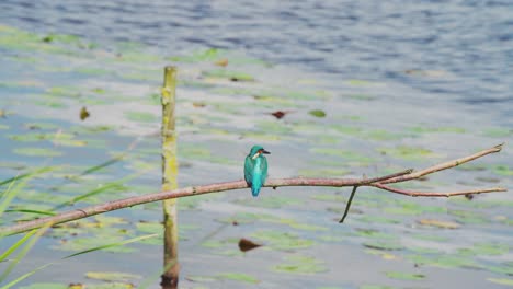 Kingfisher-perched-on-branch-over-idyllic-pond-in-Friesland-Netherlands,-rearview-against-glittering-water-with-lily-pad