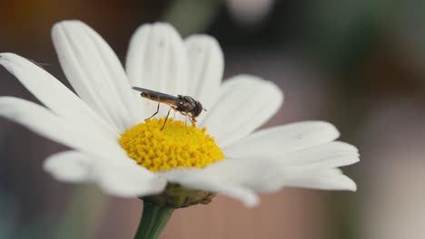 Schwebfliege-Ernährt-Sich-Von-Pollennektar-Aus-Einem-Weißen-Und-Gelben-Gänseblümchen