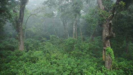 Neblig-blaue-Waldlandschaft-In-Chitan-In-Nepal,-Geheimnisvoller,-Stimmungsvoller-Wald-Aus-Bäumen-Und-Nebellandschaft-Mit-Dichter-Vegetation-Und-Laub