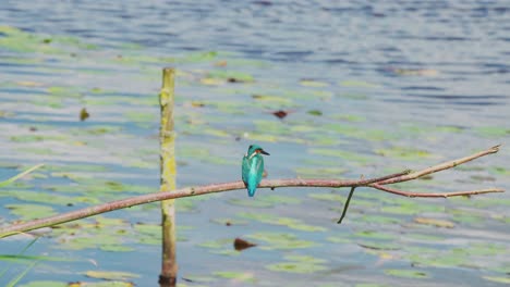 Kingfisher-perched-on-branch-over-idyllic-pond-in-Friesland-Netherlands,-rearview-as-bird-angles-head-down-to-right