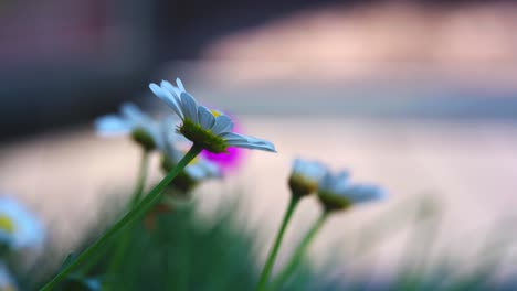 Sommerszene-Mit-Weißen-Gänseblümchen-Blumen-Vor-Einem-Unscharfen-Hintergrund