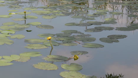 Lirio-De-Agua-Amarillo-En-El-Lago-Con-Ondulaciones-En-El-Agua.