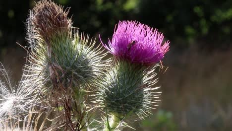 Closeup-of-backlit-Thistle-flower-and-seeds