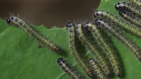 Primer-Plano-De-Una-Gran-Mariposa-Blanca,-Pieris-Brassicae,-Alimentándose-De-Una-Hoja-De-Capuchina