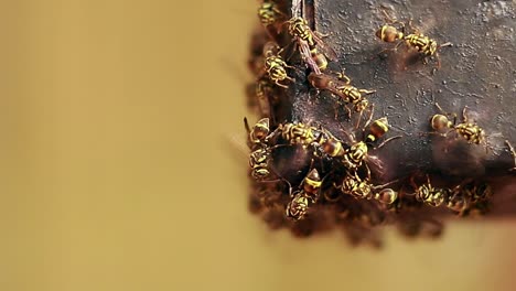 Focus-of-a-group-of-Vespula-vulgaris-also-known-as-the-common-wasp-crowding-on-a-piece-of-metal,-giving-bright-summer-ambience