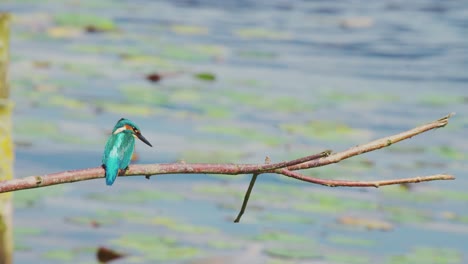 Eisvogel-Neigt-Den-Kopf,-Als-Er-Abhebt-Und-Von-Einem-Ast-über-Einem-Idyllischen-Teich-In-Friesland,-Niederlande,-Abfällt