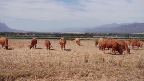 herd-of-red-cows-grazing-dry-hay,-free-range-grazing