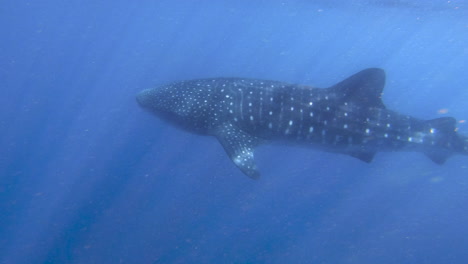 Tiburón-Ballena-Nadando-En-Paz-En-4k,-Australia