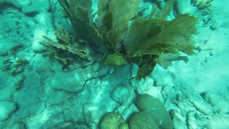 Los-Arrecifes-De-Coral-De-Abanicos-De-Mar-Y-Gorgonias-Se-Mueven-Bajo-El-Agua-En-El-Mar-Caribe,-Primer-Plano,-Los-Roques,-Venezuela