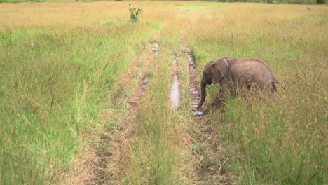 Baby-Elephant-Walking,-Crossing-Tracks-in-Kenya,-Africa