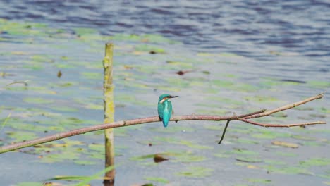 Kingfisher-perched-on-branch-over-idyllic-pond-in-Friesland-Netherlands,-rearview-as-bird-turns-to-look-right