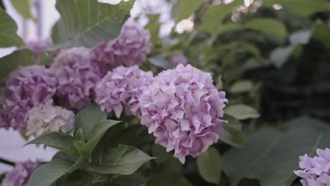 Hellviolette-Schneeballhortensie-In-Blüte