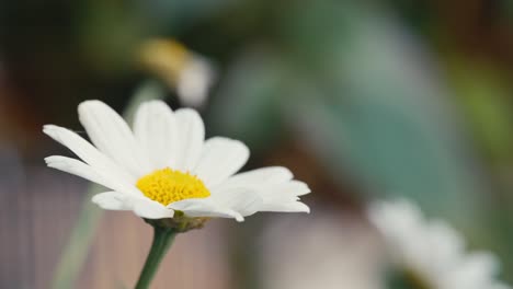 Summer-scene-with-white-daisy-flowers-against-a-blur-background