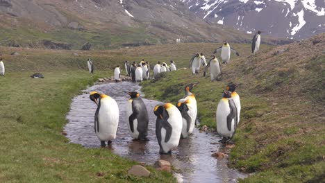 King-Penguins-Colony-in-Landscape-of-South-Georgia-Island,-Walking-Along-Creek-60fps