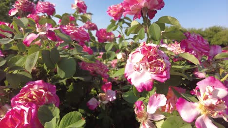 Eine-Nahaufnahme-Eines-Ruhigen-Rosengartens-In-Dublin,-Kalifornien,-Zeigt-Eine-Lebendige-Palette-Blühender-Rosen-In-Verschiedenen-Farben