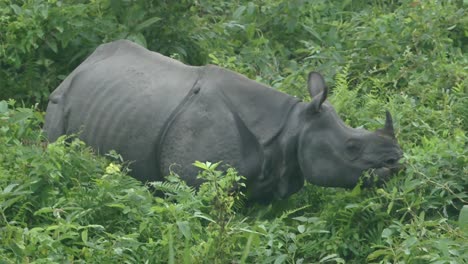 Asian-Rhino-in-Chitwan-in-Nepal-in-Asia,-Greater-One-Horned-Rhino-in-Chitwan-National-Park,-Nepalese-Wildlife-and-Animals,-Grazing-in-a-Green-Clearing-of-Bushes-and-Shrubs