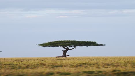 Vertical-Africa-Animals-Shot-of-Topi-for-Social-Media-in-Africa-on-African-Wildlife-Safari,-Vertical-African-Animals-Topi-Antelope-Video-for-Social-Media-Instagram-Reels-and-Tiktok-in-Kenya