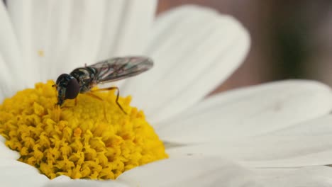 Mosca-Sírfida-Alimentándose-De-Néctar-De-Polen-De-Una-Margarita-Blanca-Y-Amarilla