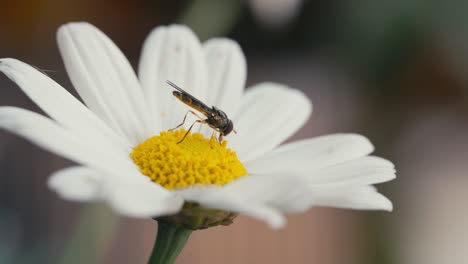 Mosca-Sírfida-Alimentándose-De-Néctar-De-Polen-De-Una-Margarita-Blanca-Y-Amarilla