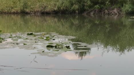 Water-lily-in-a-lake-with-water-rippling-and-reflecting