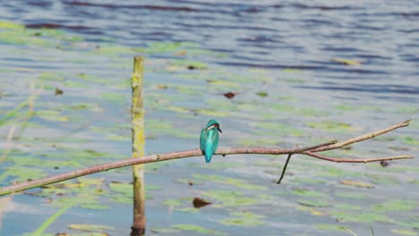 Mittlere-Ansicht-Eines-Eisvogels,-Der-Auf-Einem-Ast-über-Einem-Idyllischen-Teich-In-Friesland,-Niederlande-Thront