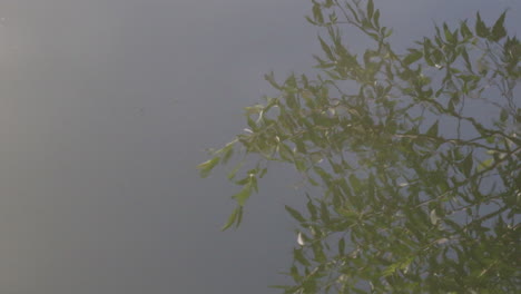 Las-Hojas-Ondulantes-De-Un-árbol-Se-Reflejan-En-La-Superficie-Del-Agua-Ondulante.