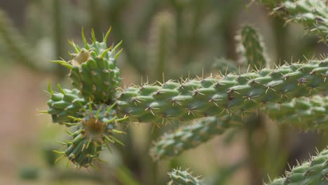 Primer-Plano-Medio-De-Un-Cactus-Saltarín-De-Arizona-Cerca-Del-Lago-Patagonia