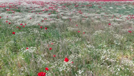 Atemberaubendes-Feld-Aus-Weißen-Kamillenblüten,-Durchsetzt-Mit-Leuchtend-Roten-Mohnblumen