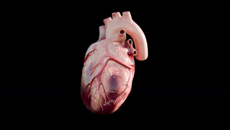 3d-Heart-beat-fast-animation-loop-with-alpha-channel-4k-resolution