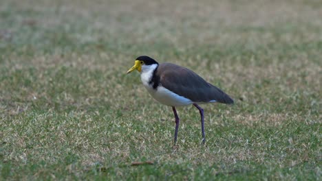 Masked-lapwing,-vanellus-miles-walking-across-the-open-grass-field,-searching-and-foraging-for-food-on-the-ground,-close-up-shot-of-a-wild-shorebird