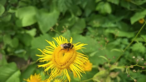 Eine-Hummel-Sitzt-In-Zeitlupe-Auf-Einer-Gelben-Blume