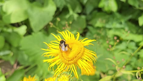 Un-Abejorro-Se-Posa-Sobre-Una-Flor-Amarilla