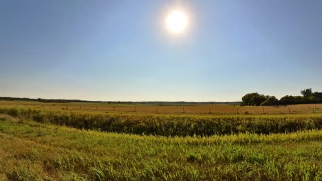 Aerial-drone-shot-of-a-vast-golden-wheat-field-on-a-sunny-day