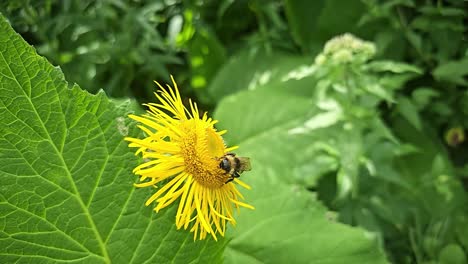 A-bumblebee-sits-on-a-yellow-flower