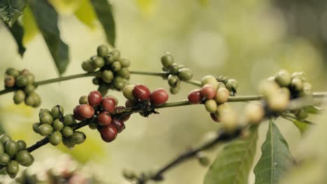 Nahaufnahme-Einer-Hand,-Die-Robusta-Kaffeebohnen-Untersucht,-Die-Auf-Einer-Pflanze-Wachsen