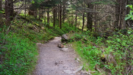 Footage-of-walking-down-a-green,-wooded-hiking-path-in-West-Virginia