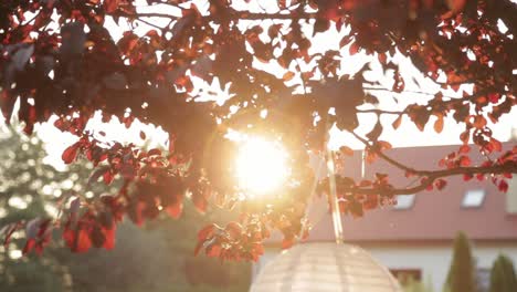 The-setting-sun-breaking-through-the-colorful-leaves