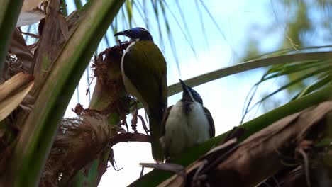 Two-Blue-faced-honeyeater-perched-on-the-tree,-with-two-aggressive-noisy-minor-intruding-their-rest,-close-up-shot