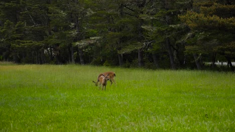 Doe-and-Baby-Deer-in-a-grassy-field