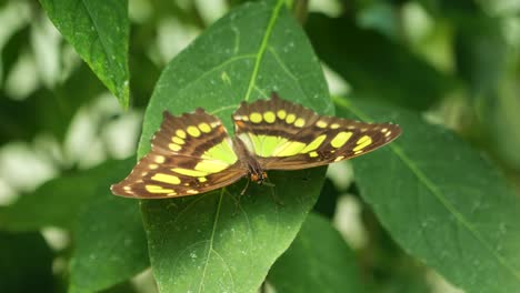 Schöner-Schmetterling-Steht-Auf-Einem-Blatt,-Während-Er-Seine-Flügel-Bewegt-Und-Sich-Dreht