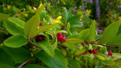 Morrow's-Honeysuckle-bush-at-Wolf-Neck-State-Park-in-Freeport,-Maine