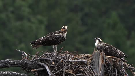 Juvenile-osprey-flies-to-the-nest