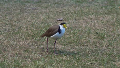 Masked-lapwing,-vanellus-miles-walking-across-the-open-grass-field,-searching-and-foraging-for-food-on-the-ground,-close-up-shot-of-a-wild-native-Australian-shorebird