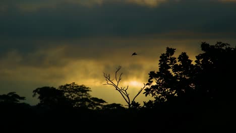 Dove-fly-away-at-sunset-at-dusk-in-the-amazon-rainforest,-deep-forest-jungle