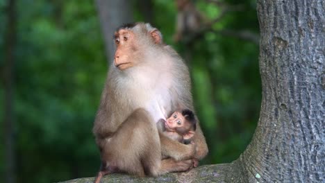 Close-up-shot-of-a-mother-southern-pig-tailed-macaque-perched-on-tree-branch-while-her-baby-clings-upside-down-to-her-underside-and-feeding-against-dense-green-forest-foliage