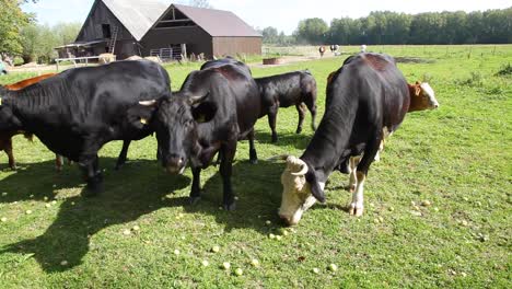 Die-Kuh-Frisst-Verstreute-Äpfel-Auf-Dem-Gras