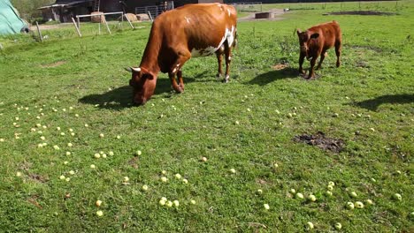 Kühe-Und-Kälber-Fressen-Äpfel,-Die-Im-Gras-Verstreut-Liegen