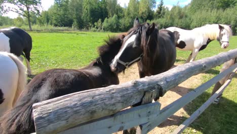 The-mare-cleans-the-chamomile-with-teeth